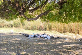 sondakika-haberleri-–-seyh-caferi-ziyareti,-duyarsiz-insanlar-yuzunden-cop-alanina-dondu
